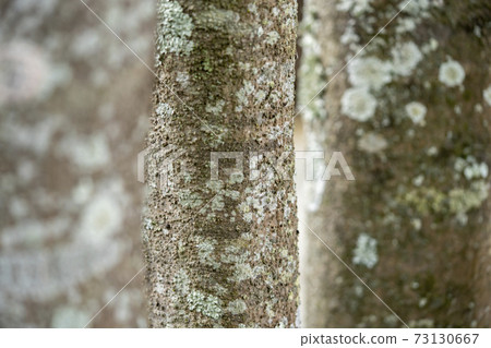 Arakashi tree 73130667