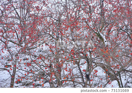 Snowy Nyutsubi Shrine, Katsuragi-cho, Ito-gun, Wakayama Prefecture Snowy Nyutsubi Shrine, Katsuragi-cho, Ito-gun, Wakayama Prefecture 73131089