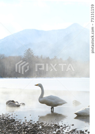 北海道白城湖的天鵝 北海道白城湖的天鵝 73131159
