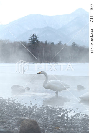 Swan of Lake Kussharo, Hokkaido 73131160