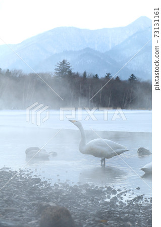 Swan of Lake Kussharo, Hokkaido Swan of Lake Kussharo, Hokkaido 73131161