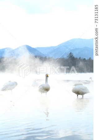北海道白城湖的天鵝 北海道白城湖的天鵝 73131165