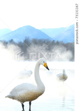 Swan of Lake Kussharo, Hokkaido Swan of Lake Kussharo, Hokkaido 73131167