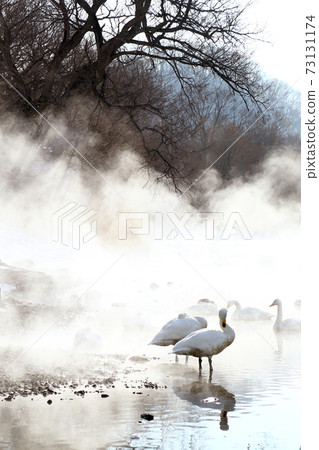 北海道白城湖的天鵝 73131174
