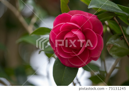 茶花 茶花 73131245