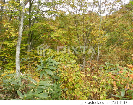 9月，秋天，福島縣山郡郡稻葉町國道115號 73131323