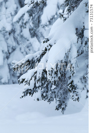 Winter spruce Winter spruce 73131574