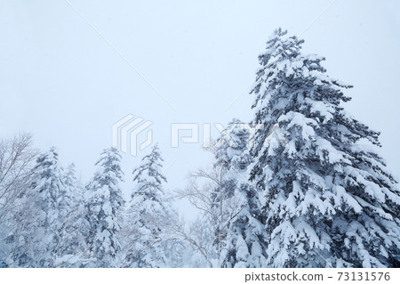 Winter spruce forest Winter spruce forest 73131576
