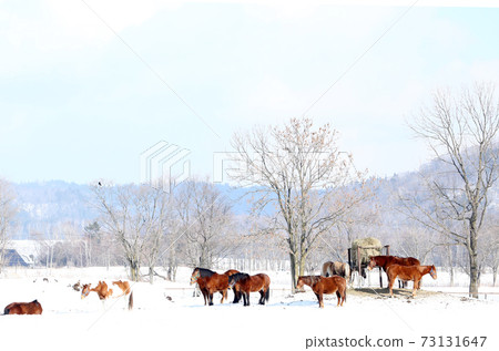 北海道冬季牧場 北海道冬季牧場 73131647