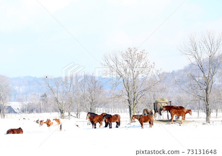 北海道冬季牧場 73131648