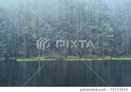 多雨的天氣鹿池塘 多雨的天氣鹿池塘 73131650