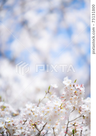 櫻花染井吉野春天的櫻花 73131800
