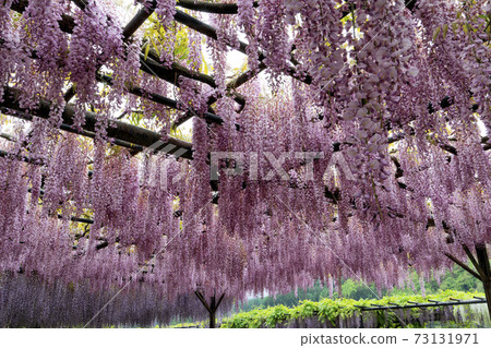 松本市德云寺紫藤 松本市德云寺紫藤 73131971