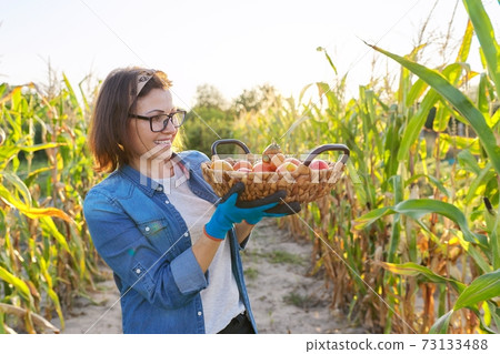 Woman farmer with basket of ripe red natural tomatoes in his vegetable garden on sunny day Woman farmer with basket of ripe red natural tomatoes in his vegetable garden on sunny day 73133488