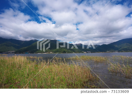 Aquatic plants that grow naturally in Lake Kawaguchi Aquatic plants that grow naturally in Lake Kawaguchi 73133609