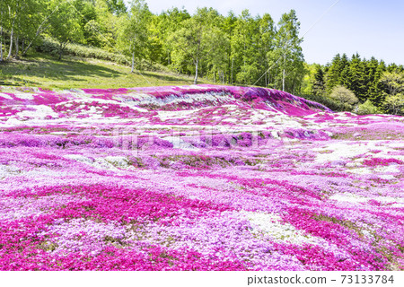 Moss phlox, Kutchan Moss phlox, Kutchan 73133784