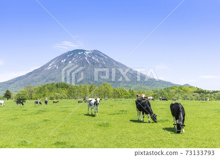 四葉山和新雪谷牧場 四葉山和新雪谷牧場 73133793