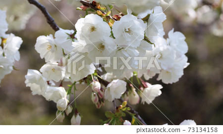 Cherry Blossoms Cherry Blossoms 73134158