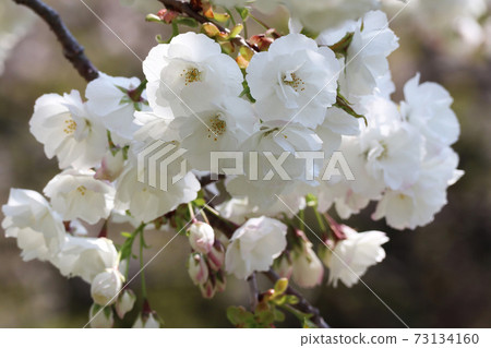 Cherry Blossoms Cherry Blossoms 73134160