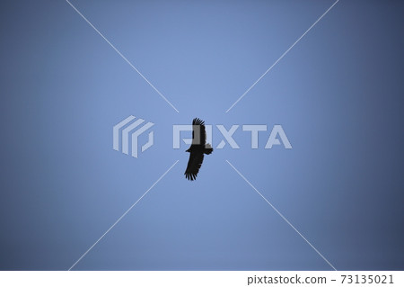 Crane, Cheorwon, Eagle, Migratory Bird, Ridge 73135021