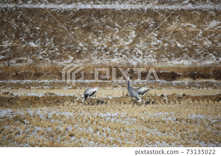 Crane, Cheorwon, Eagle, Migratory Bird, Ridge 73135022