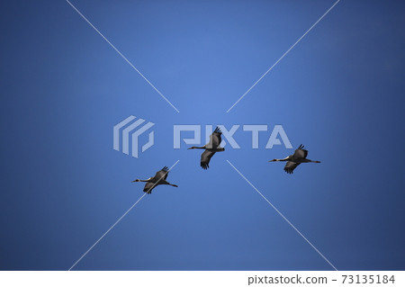 Red-crowned crane. White-crowned crane. Migratory bird. Cheorwon Crane Village 73135184