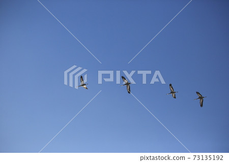 丹頂鶴、天洞鴨、候鳥、鐵原鶴村 73135192