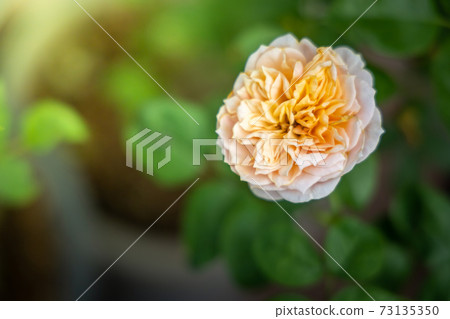 Roses in the garden Roses in the garden 73135350