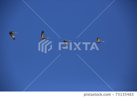 Red-crowned crane, Cheondong-duck, in winter Red-crowned crane, Cheondong-duck, in winter 73135483