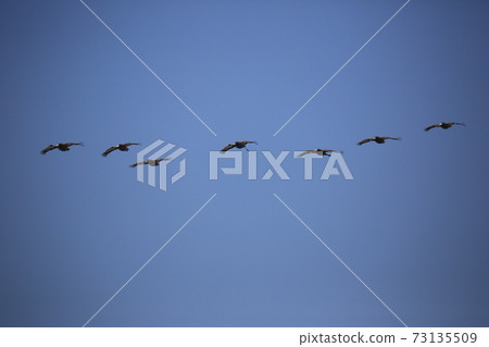 Red-crowned crane, Cheondong-duck, in winter Red-crowned crane, Cheondong-duck, in winter 73135509