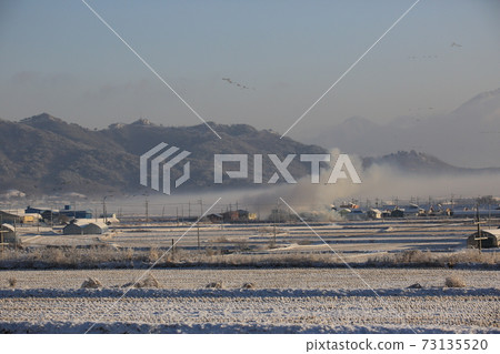 Red-crowned crane, Cheondong-duck, in winter Red-crowned crane, Cheondong-duck, in winter 73135520