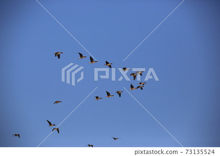 Red-crowned crane, Cheondong-duck, in winter 73135524