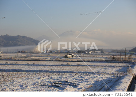 Red-crowned crane, Cheondong-duck, in winter 73135541