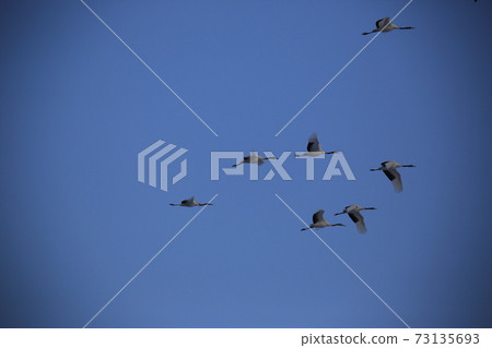 Red Crane, Cheorwon-gun, Eagle, Migratory Bird, Cheondong Duck 73135693