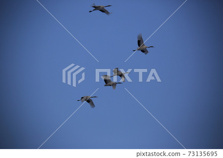 Red Crane, Cheorwon-gun, Eagle, Migratory Bird, Cheondong Duck Red Crane, Cheorwon-gun, Eagle, Migratory Bird, Cheondong Duck 73135695