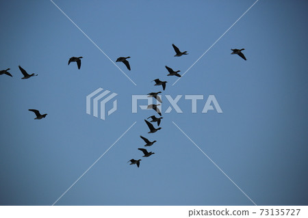 Red Crane, Cheorwon-gun, Eagle, Migratory Bird, Cheondong Duck Red Crane, Cheorwon-gun, Eagle, Migratory Bird, Cheondong Duck 73135727