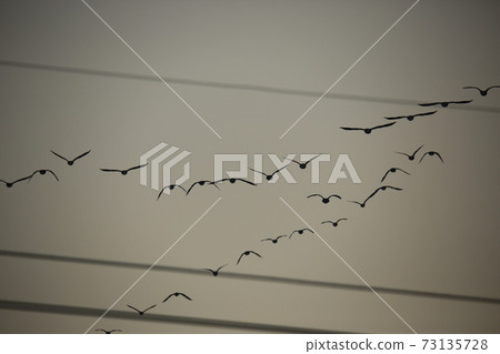 Red Crane, Cheorwon-gun, Eagle, Migratory Bird, Cheondong Duck Red Crane, Cheorwon-gun, Eagle, Migratory Bird, Cheondong Duck 73135728