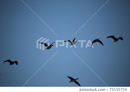 Red Crane, Cheorwon-gun, Eagle, Migratory Bird, Cheondong Duck 73135734