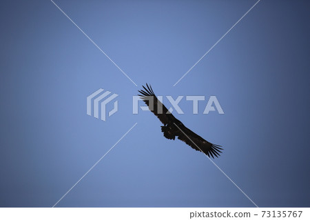 Red Crane, Cheorwon-gun, Eagle, Migratory Bird, Cheondong Duck Red Crane, Cheorwon-gun, Eagle, Migratory Bird, Cheondong Duck 73135767