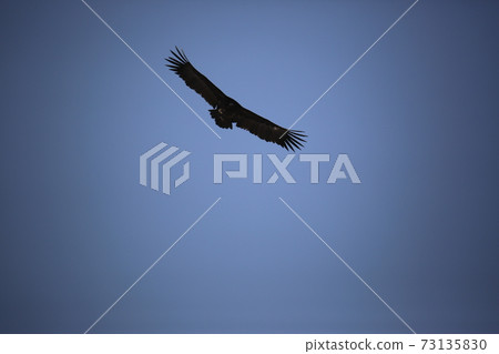 紅鶴，老鷹，清原鶴村，天洞鴨 73135830