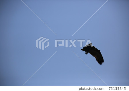 Red Crane, Eagle, Cheorwon Crane Village, Cheondong Duck Red Crane, Eagle, Cheorwon Crane Village, Cheondong Duck 73135845