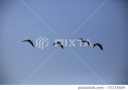 Red Crane, Eagle, Cheorwon Crane Village, Cheondong Duck 73135884