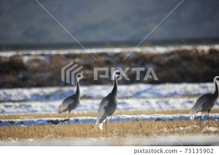 Red Crane, Eagle, Cheorwon Crane Village, Cheondong Duck Red Crane, Eagle, Cheorwon Crane Village, Cheondong Duck 73135902