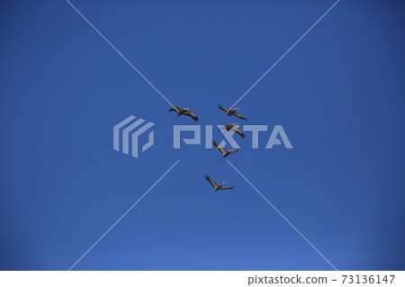 Cheondong Duck, Cheorwon Crane Village, Migratory Birds, Eagle Cheondong Duck, Cheorwon Crane Village, Migratory Birds, Eagle 73136147