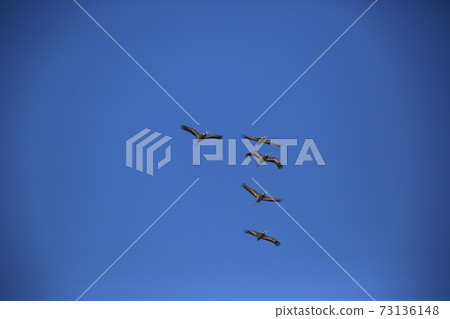 Cheondong Duck, Cheorwon Crane Village, Migratory Birds, Eagle Cheondong Duck, Cheorwon Crane Village, Migratory Birds, Eagle 73136148