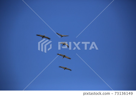 Cheondong Duck, Cheorwon Crane Village, Migratory Birds, Eagle 73136149