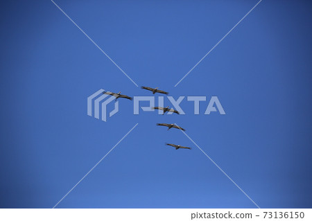 Cheondong Duck, Cheorwon Crane Village, Migratory Birds, Eagle Cheondong Duck, Cheorwon Crane Village, Migratory Birds, Eagle 73136150