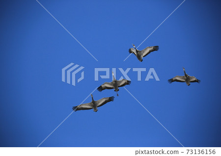 Cheondong Duck, Cheorwon Crane Village, Migratory Birds, Eagle Cheondong Duck, Cheorwon Crane Village, Migratory Birds, Eagle 73136156