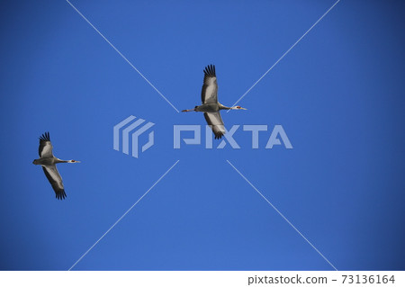 Cheondong Duck, Cheorwon Crane Village, Migratory Birds, Eagle Cheondong Duck, Cheorwon Crane Village, Migratory Birds, Eagle 73136164