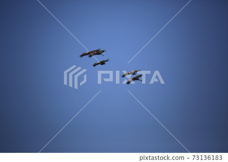 Cheondong Duck, Cheorwon Crane Village, Migratory Birds, Eagle Cheondong Duck, Cheorwon Crane Village, Migratory Birds, Eagle 73136183